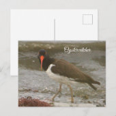 Oystercatcher Photo Postcard シーズンポストカード (正面/裏面)