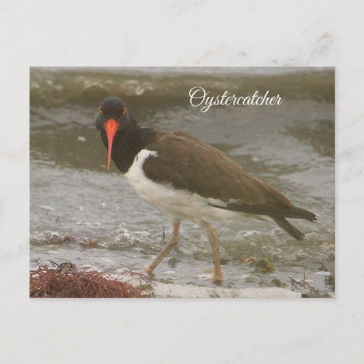 Oystercatcher Photo Postcard シーズンポストカード (正面)