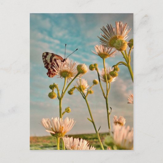 Ozからの魔法ダストのtouch ポストカード (正面)