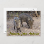 P1010080、アリゾナからのご挨拶 ポストカード (正面/裏面)
