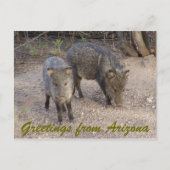 P1010080、アリゾナからのご挨拶 ポストカード (正面)