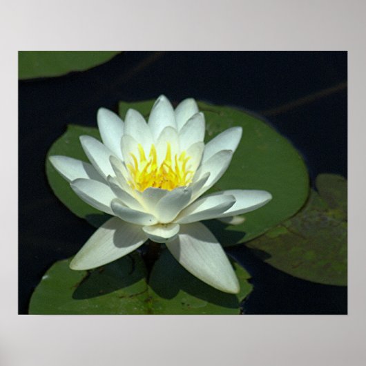 P1100646.RAW, "白蓮の花" ポスター (正面)