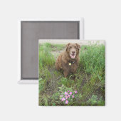 P3フラットランドサムバイワイルドバラ マグネット (正面/裏面)