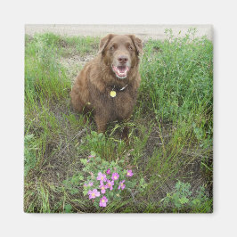 P3フラットランドサムバイワイルドバラ マグネット