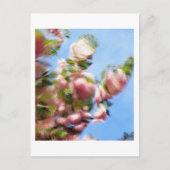 P4240442 ポストカード (正面)