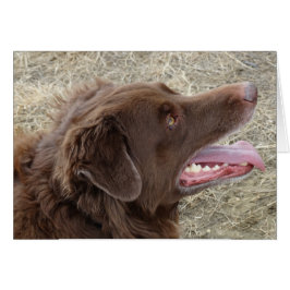 P4 Flatlandersamプロファイル