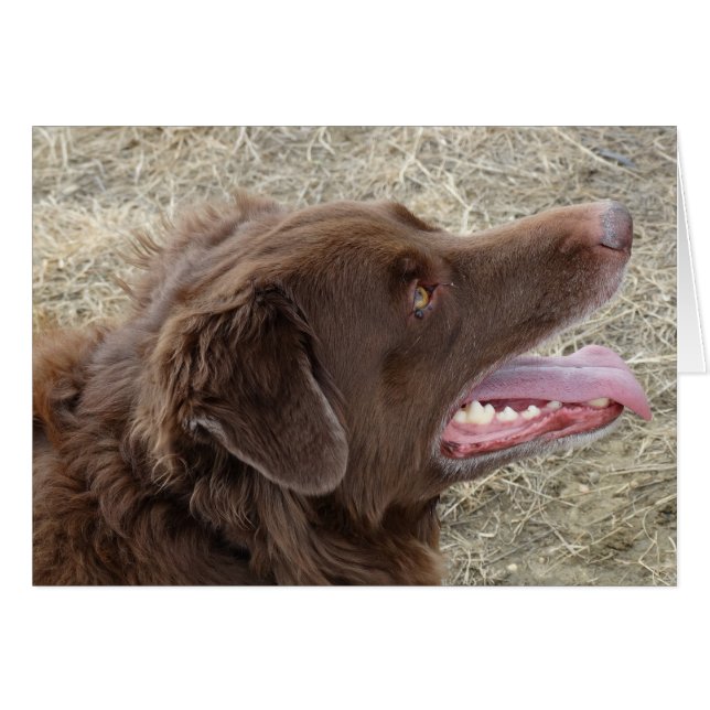 P4 Flatlandersamプロファイル (正面横)