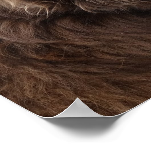 P4 Flatlandersamプロファイル ポスター (角)