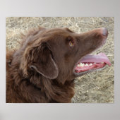 P4 Flatlandersamプロファイル ポスター (正面)