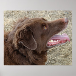 P4 Flatlandersamプロファイル ポスター