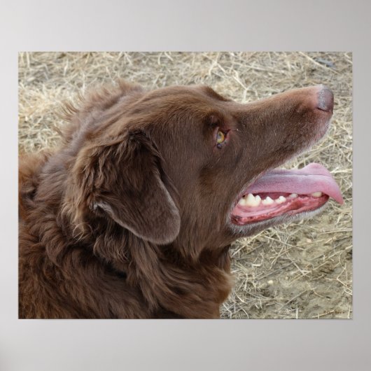 P4 Flatlandersamプロファイル ポスター (正面)