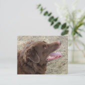 P4 Flatlandersamプロファイル ポストカード (スタンド正面)