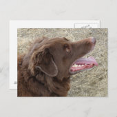 P4 Flatlandersamプロファイル ポストカード (正面/裏面)