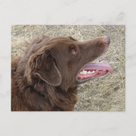 P4 Flatlandersamプロファイル ポストカード