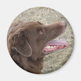 P4 Flatlandersamプロファイル マグネット