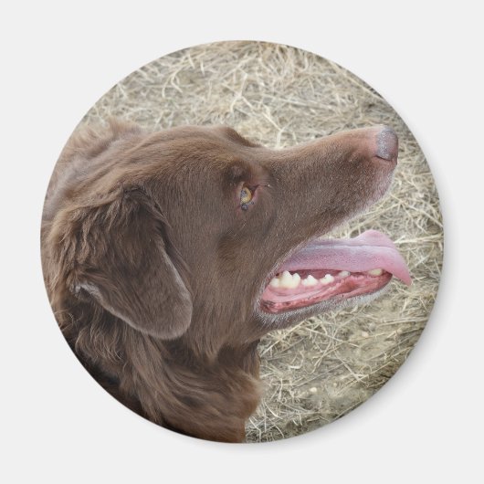 P4 Flatlandersamプロファイル マグネット (正面)