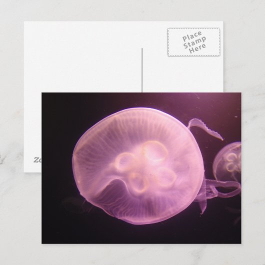 P6250304 ポストカード (正面/裏面)