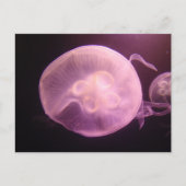 P6250304 ポストカード (正面)