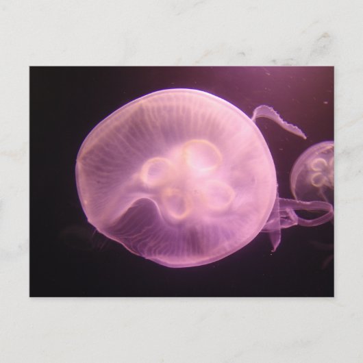 P6250304 ポストカード (正面)