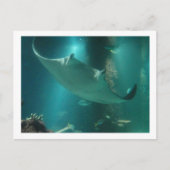 P6250309 ポストカード (正面)