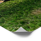 P-40の鳥のポスター ポスター (角)