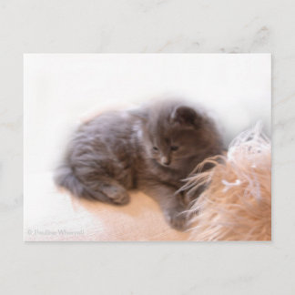 © P Wherrellかわいい長毛のグレーの子猫 ポストカード