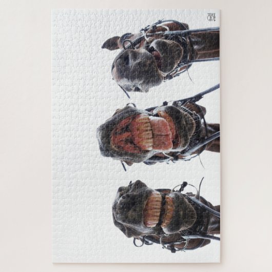 Paarden in de mond gekeken. 3 paarden lachend. ジグソーパズル (縦)