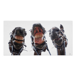 Paarden in de mond gekeken. 3 paarden lachend. ポスター