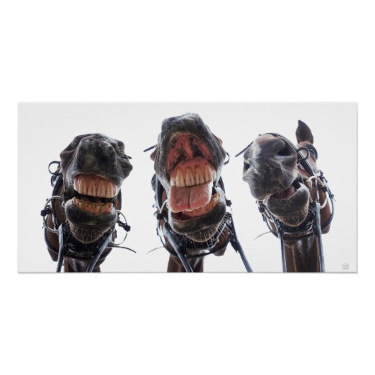 Paarden in de mond gekeken. 3 paarden lachend. ポスター (正面)