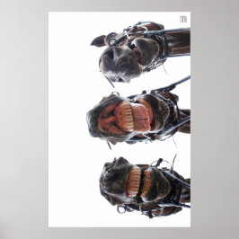 Paarden in de mond gekeken. 3 paarden lachend. ポスター