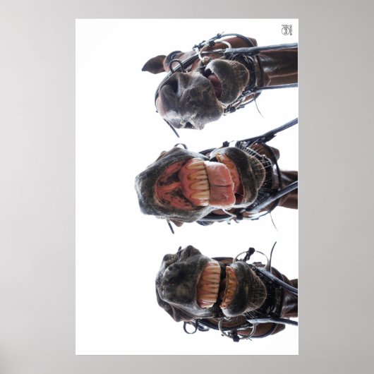 Paarden in de mond gekeken. 3 paarden lachend. ポスター (正面)