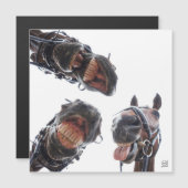 Paarden in de mond gekeken. 3 paarden lachend, hum (正面/裏面)