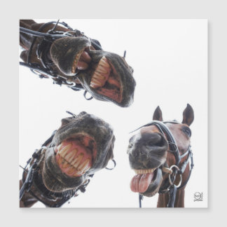 Paarden in de mond gekeken. 3 paarden lachend, hum