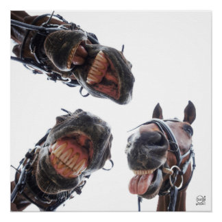 Paarden in de mond gekeken. 3 paarden lachend, hum ポスター
