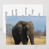 Pachyderm 招待状 (正面/裏面)