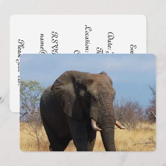 Pachyderm 招待状 (正面/裏面)