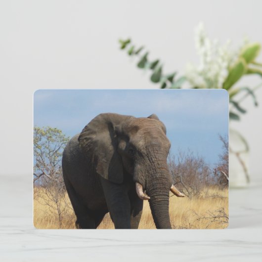 Pachyderm 招待状 (スタンド正面)