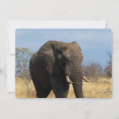 Pachyderm 招待状 (正面)