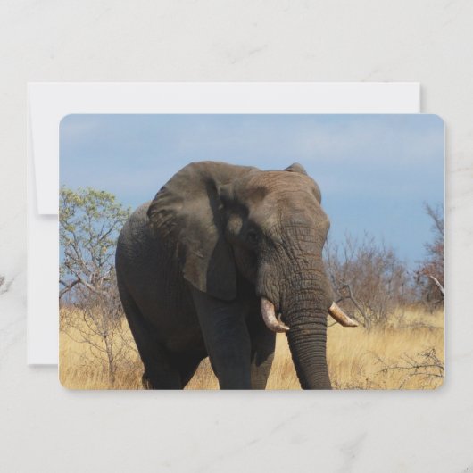 Pachyderm 招待状 (正面)