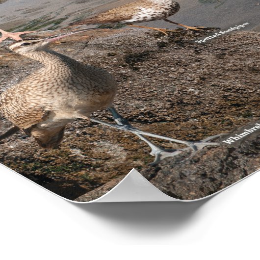 Pacific Coast Poster ポスター (角)