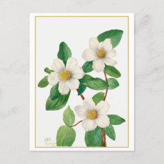 Pacific Dogwood Vintage Botanical Illustration ポストカード
