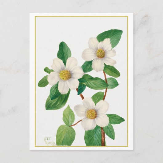Pacific Dogwood Vintage Botanical Illustration ポストカード (正面)