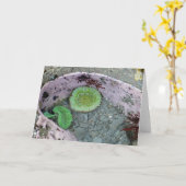 Pacific Northwest Tidepool with Green Anenomes カード (黄色い花)