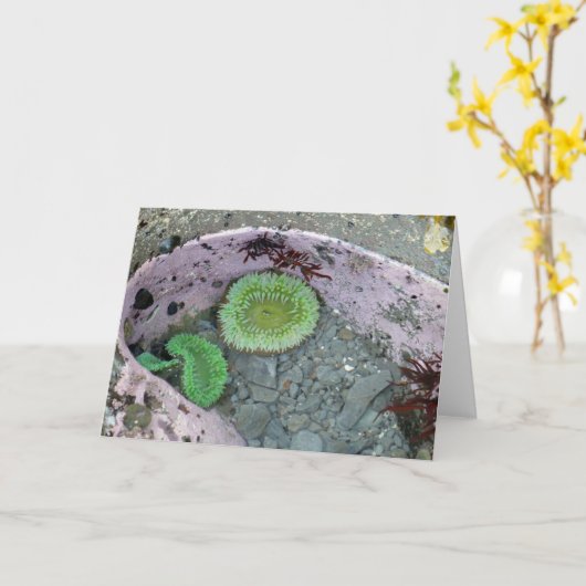 Pacific Northwest Tidepool with Green Anenomes カード (黄色い花)