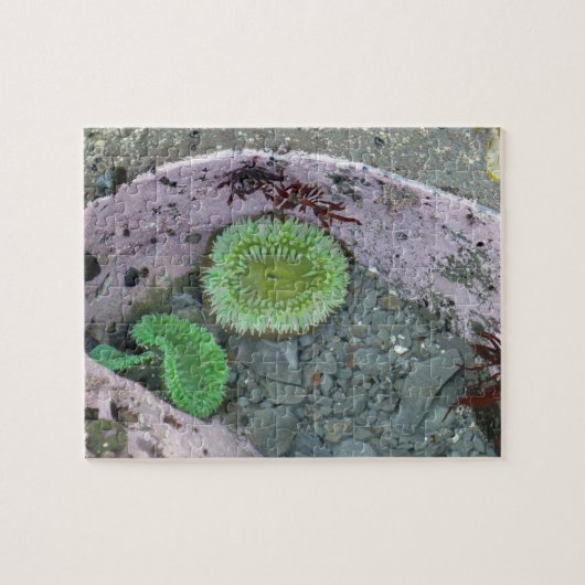 Pacific Northwest Tidepool with Green Anenomes ジグソーパズル (横)