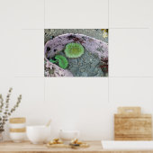 Pacific Northwest Tidepool with Green Anenomes ポスター (キッチン)