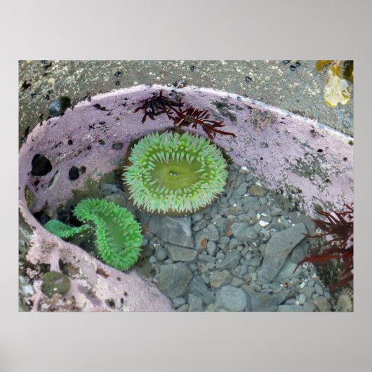 Pacific Northwest Tidepool with Green Anenomes ポスター (正面)
