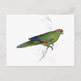 Pacific Parrakeet by Edward Lear ポストカード