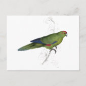 Pacific Parrakeet by Edward Lear ポストカード (正面)