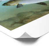 Pacific Salmon Painting Print ポスター (角)